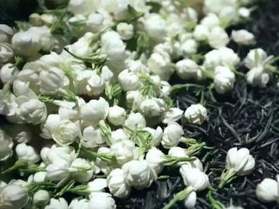 喝茶治口臭嗎，什么茶治口臭好？