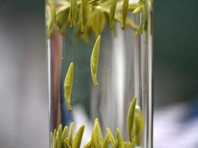 茶葉的專業(yè)知識(shí)，關(guān)于茶的基本知識(shí)大全