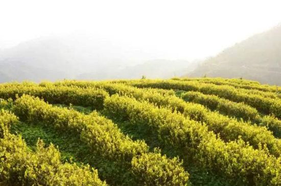 黃金茶的功效及禁忌癥，黃金茶有什么副作用嗎？