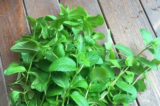薄荷茶的功效與作用，喝薄荷茶有什么好處？