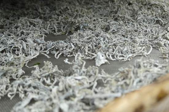 麗江雪茶的功效與作用，白雪茶有什么功效和作用