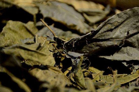 鷓鴣茶什么人不適合喝，鷓鴣茶的禁忌人群