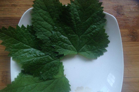 薄荷茶的功效與作用，喝薄荷茶有什么好處？