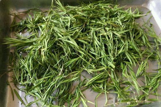 哪類(lèi)人不適合喝石竹茶，石竹茶的功效與禁忌