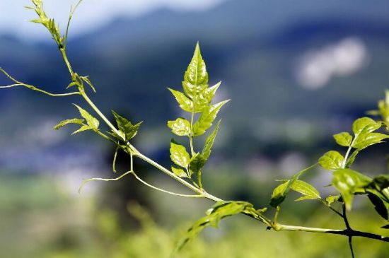 莓茶為什么先苦后甜回甘，莓茶口感怎么樣？