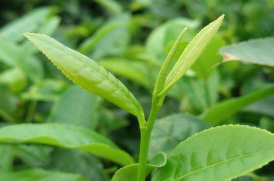 最耐泡的茶葉排名，什么茶葉經(jīng)久耐泡？