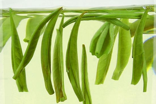 雀舌茶什么人不能喝，雀舌茶的功效與禁忌