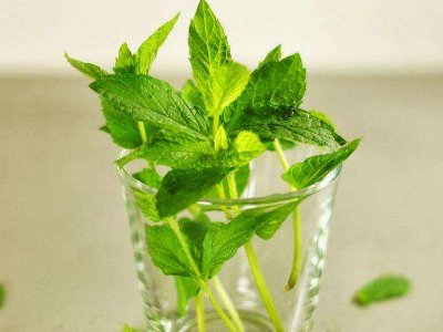 喝茶治口臭嗎，什么茶治口臭好？