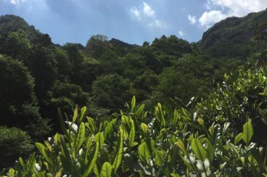 六安瓜片適合什么人喝，六安瓜片的功效與禁忌