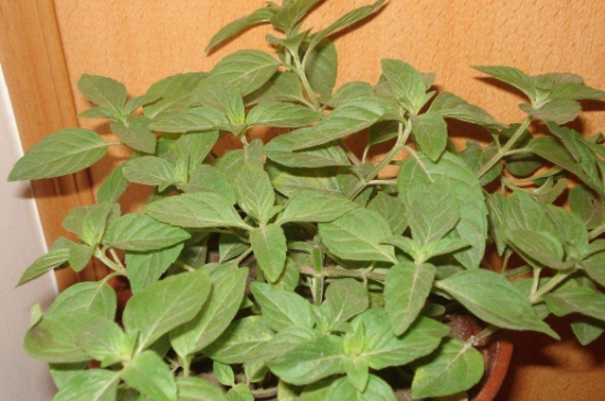 薄荷茶的功效與作用，喝薄荷茶有什么好處？