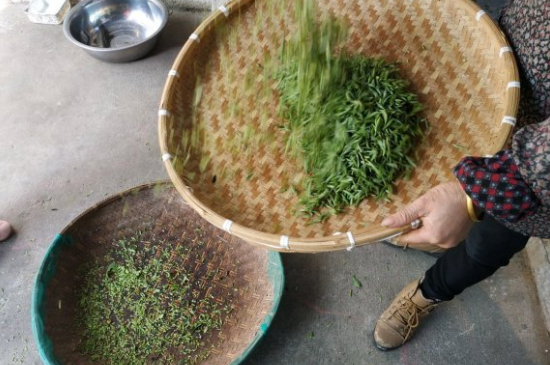 炒青茶為什么便宜，炒青綠茶好喝嗎？