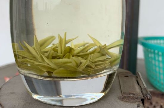 安吉白茶耐寒嗎，白茶適合放冰箱嗎