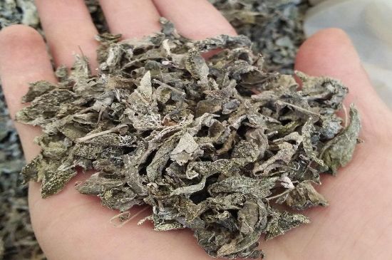 張家界莓茶真假對比，野生莓茶的鑒別方法