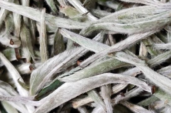 春茶上市白茶的好壞怎么區(qū)分，春白茶怎么分辨好不好？
