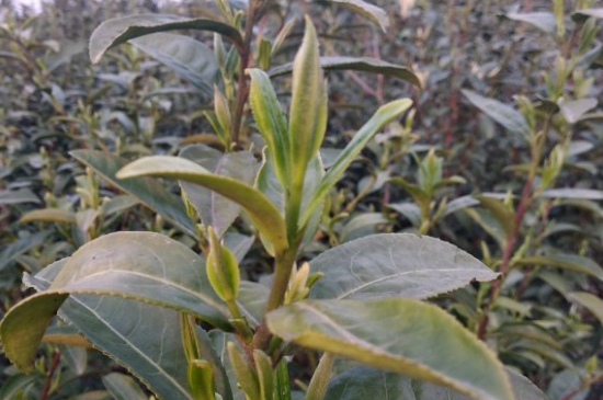 家庭如何保存碧螺春茶葉，蘇州洞庭碧螺春綠茶怎么保存？