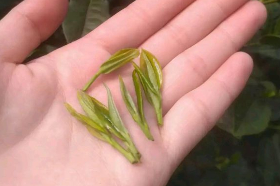 炒青茶為什么便宜，炒青綠茶好喝嗎？