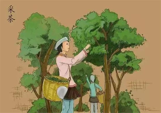 制茶八步驟，制茶工藝流程圖