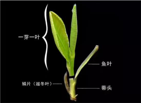 摘茶葉最快的方法，采摘茶葉怎么才能快？