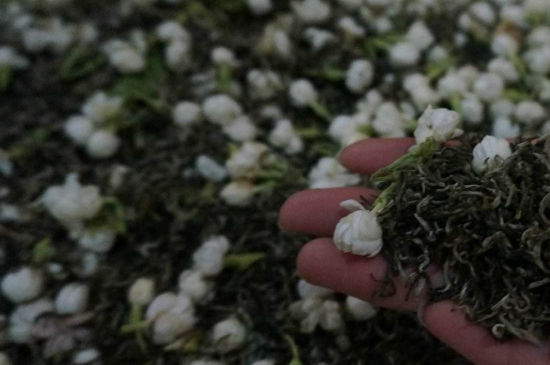 茉莉茶的種類和等級(jí)，茉莉花茶的分類