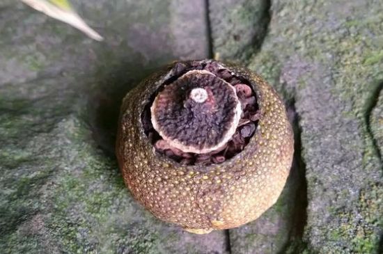 家庭自制柑普茶方法，小青柑制作9個步驟竅門（圖片）