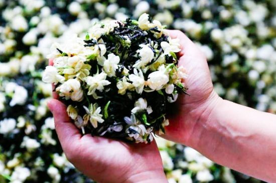 茉莉花和什么在一起喝好，茉莉花喝什么茶搭配？