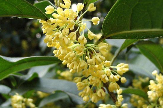 干桂花茶的制作方法，怎樣自制桂花茶？