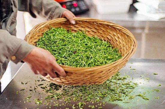 武夷巖茶的初制、精制加工工藝詳細(xì)講解