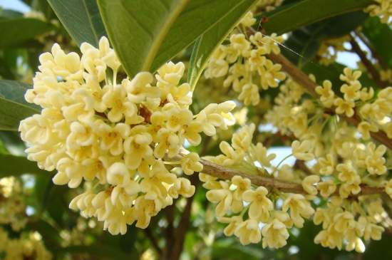 茉莉茶一次泡幾朵，茉莉茶放多少