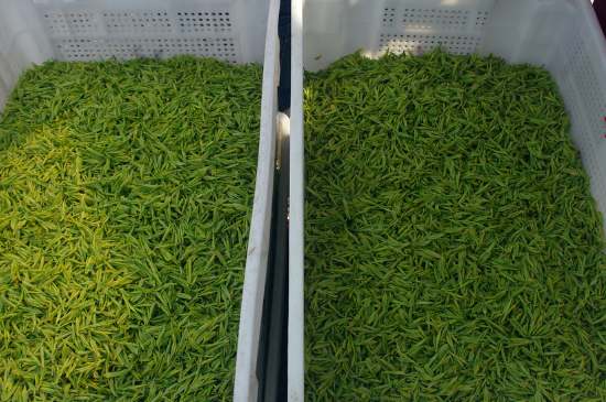 什么茶葉適合用蒸茶器，什么茶可以蒸