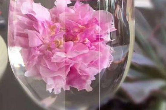 干玫瑰花泡水放幾顆，玫瑰花泡水一次放幾朵？