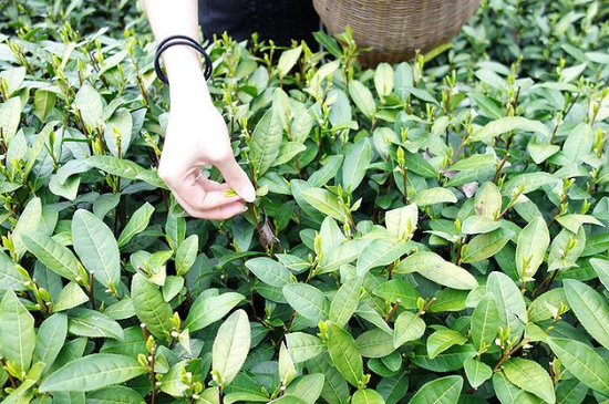 采茶的方法與步驟，如何正確采摘茶葉？