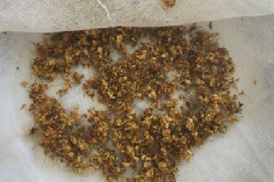 干桂花茶的制作方法，怎樣自制桂花茶？