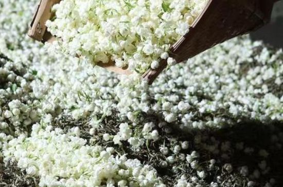 茉莉茶葉的功效與禁忌，什么人不適合喝茉莉花茶？
