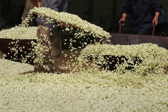 茉莉龍珠怎么做的，茉莉龍珠的制作工藝