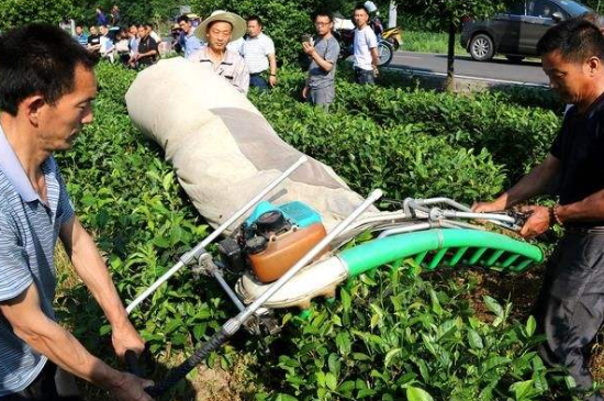 采茶的方法與步驟，如何正確采摘茶葉？