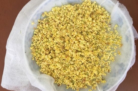 干桂花茶的制作方法，怎樣自制桂花茶？