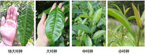 摘茶葉最快的方法，采摘茶葉怎么才能快？