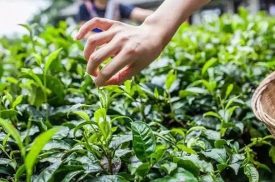 綠茶加工工藝流程圖，綠茶的加工制作包含哪幾個步驟？
