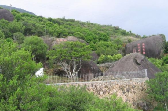 宋種一號價值為什么高，鳳凰單樅宋種1號價格與產(chǎn)量多少？