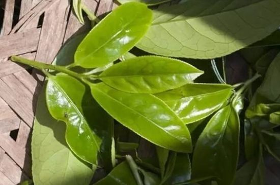 鴨屎香茶哪些人不能飲，什么人不能喝鴨屎香