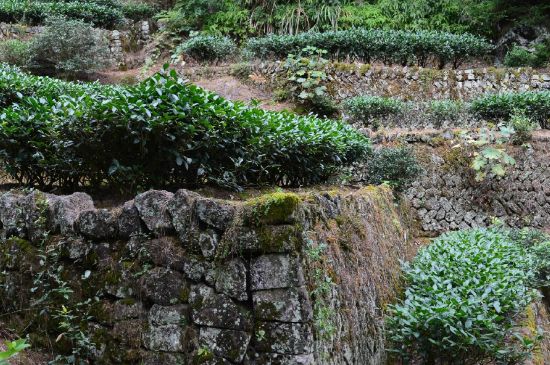 拼配的馬頭巖肉桂，還配叫馬肉嗎？請叫它“馬頭巖大紅袍”