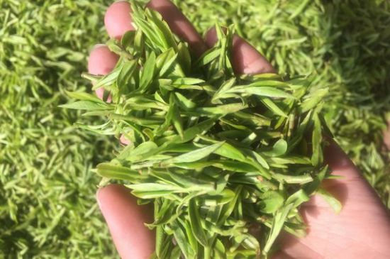 龍井好喝還是毛尖好喝，綠茶是龍井好還是毛尖好？