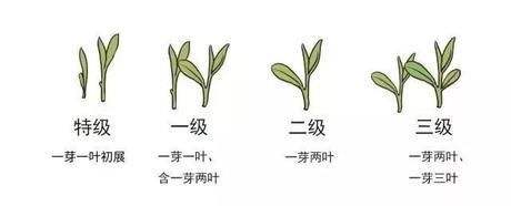烏牛早和龍井的區(qū)別圖片，龍井43號(hào)和烏牛早茶的對比