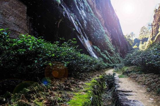 肉桂茶和大紅袍哪個(gè)貴，武夷山肉桂與大紅袍的價(jià)格比較