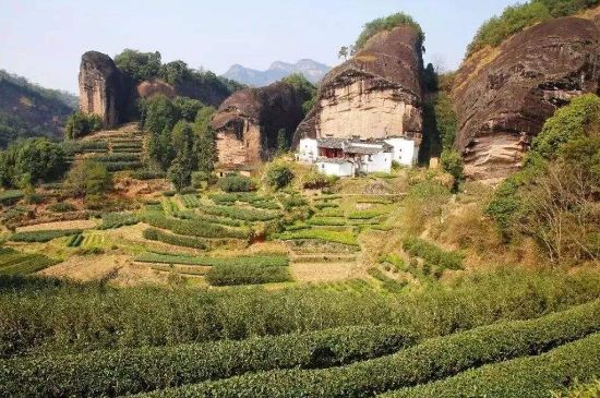 馬頭巖肉桂是大紅袍嗎，大紅袍肉桂屬于什么茶？