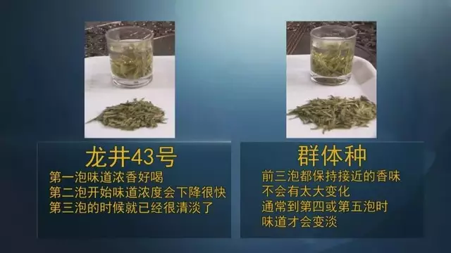 龍井群體種和43號的區(qū)別圖片，龍井43和群體種哪個好喝？