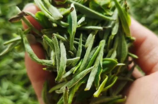 金壇雀舌算不算好茶，金壇雀舌屬于什么檔次茶葉？