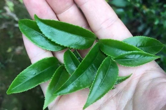 鋸朵仔跟鴨屎香哪個貴，鋸朵子和鴨屎香哪個好喝？