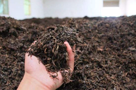 茯磚茶與普洱茶哪個(gè)好，茯茶和普洱茶口味區(qū)別