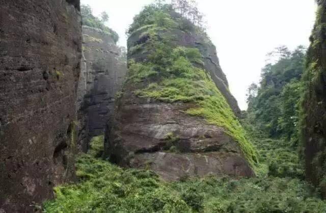 武夷山為什么盛產(chǎn)茶葉，武夷山茶為什么好喝？